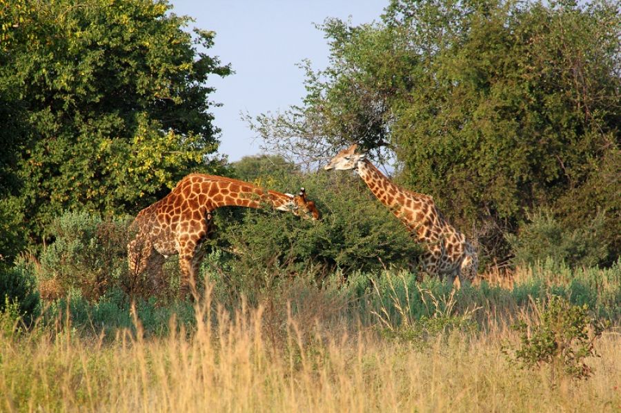 Africa Safari 7