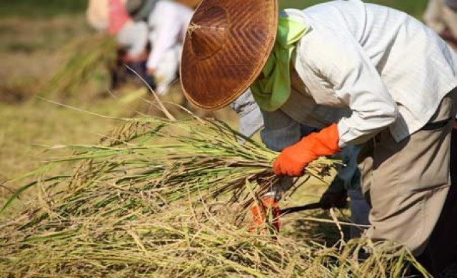 หยุดเถิด...ประชานิยมจำนำข้าว หยุดเถิด...ประชานิยมจำนำข้าว