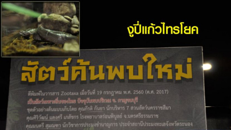 สวนสัตว์โคราช เปิดตัว 'งูปี่แก้วไทรโยค' ชนิดใหม่ของโลก สวนสัตว์โคราช เปิดตัว 'งูปี่แก้วไทรโยค' ชนิดใหม่ของโลก